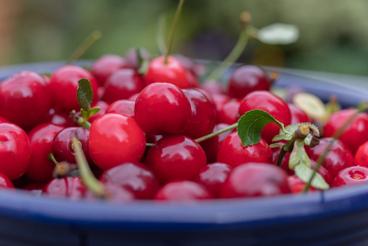 No, a Handful of Cherries Won’t Help You Sleep: Why Food Sources of Melatonin Fall Short