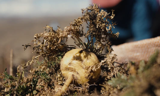 Not All Maca is Created Equal: Why Maca Phenotypes Matter